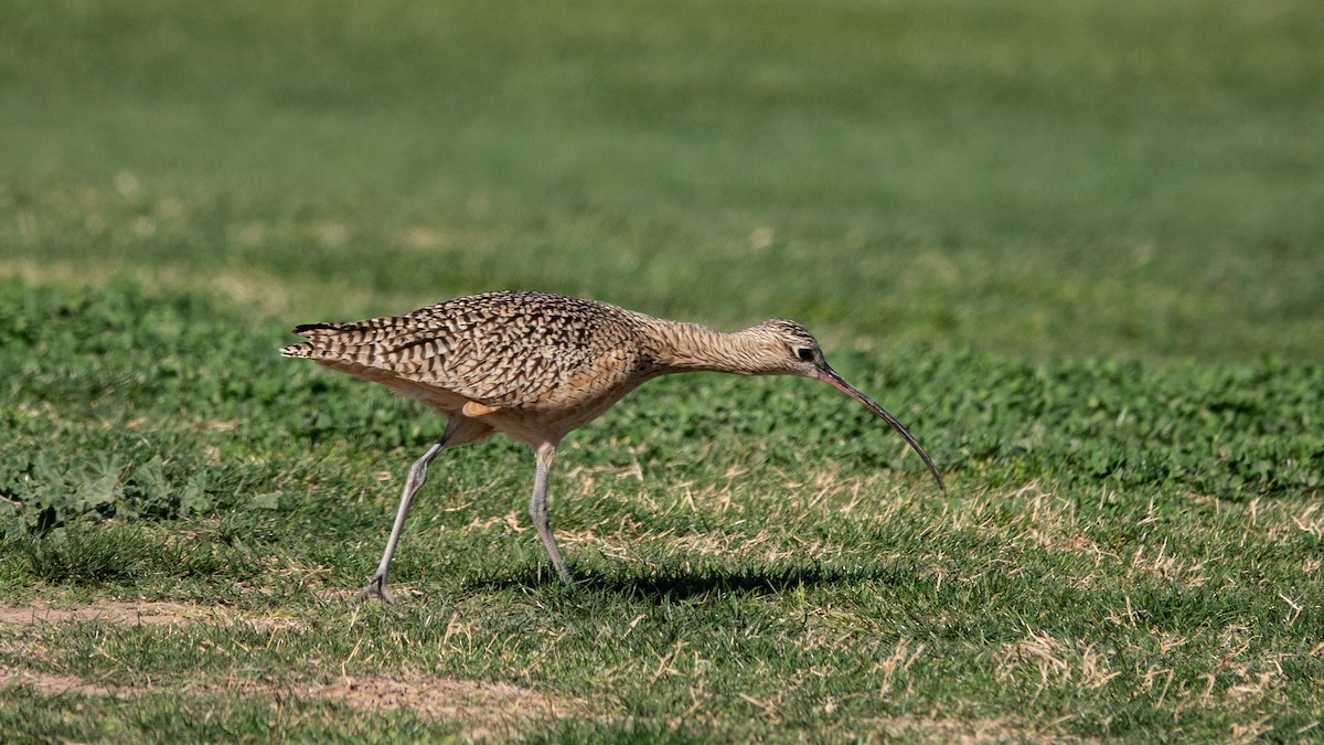 Long-billed Curlew - ML614284179