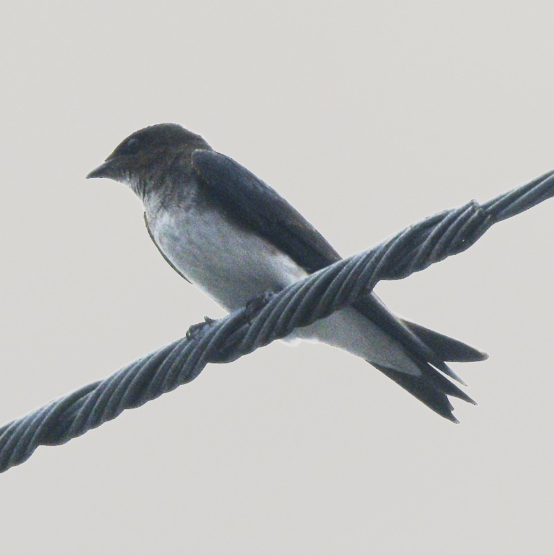 Gray-breasted Martin - Jos Simons