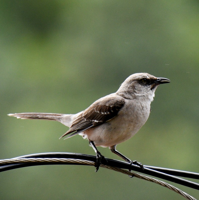 Tropical Mockingbird - Jos Simons