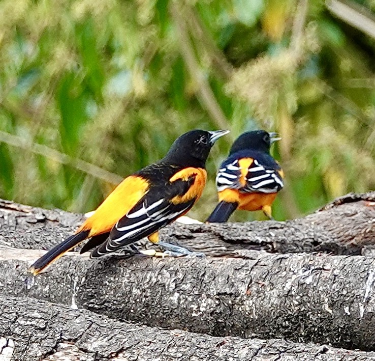 Baltimore Oriole - ML614284238