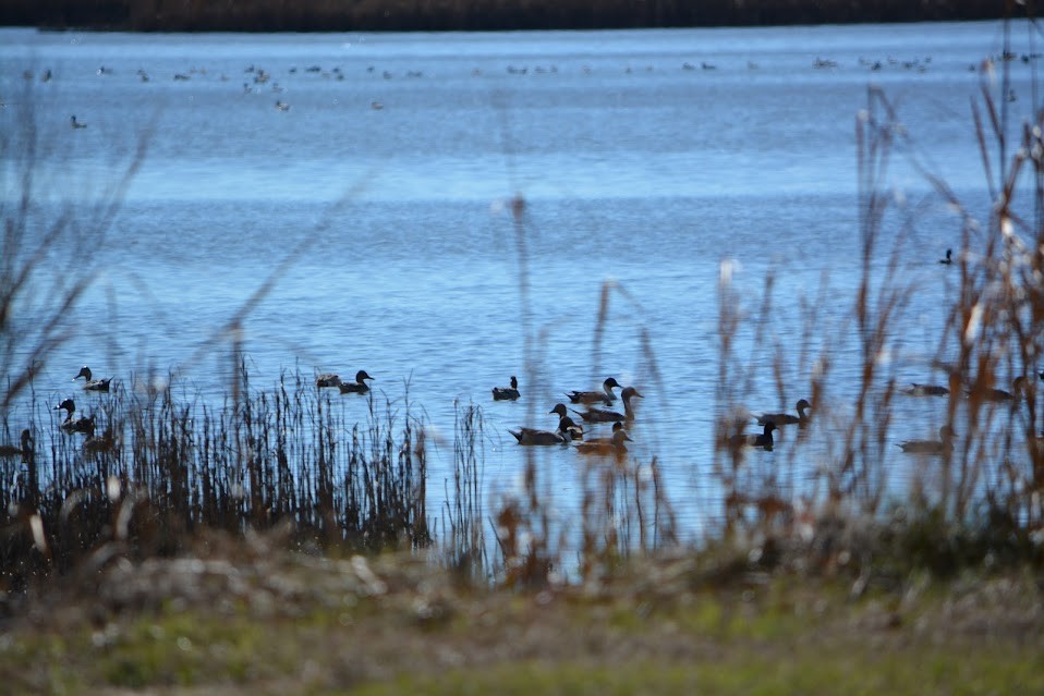 Northern Pintail - Allison Bugarin