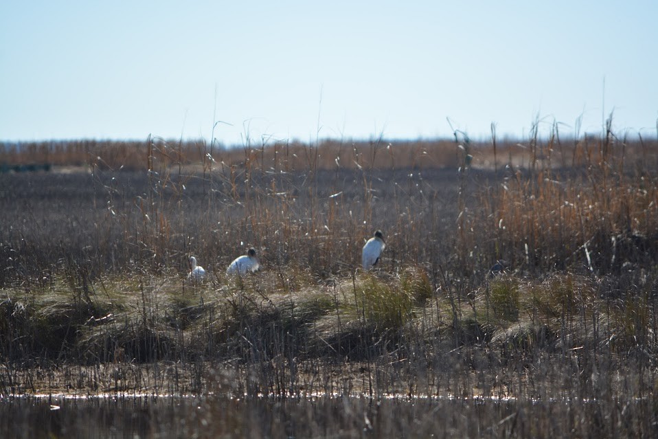 Wood Stork - Allison Bugarin