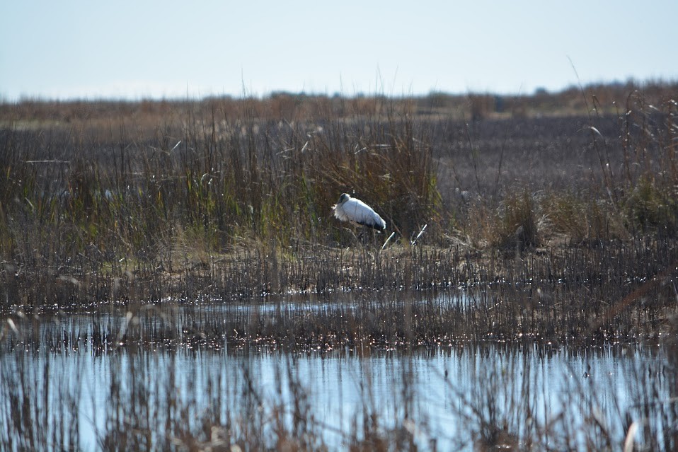 Wood Stork - Allison Bugarin