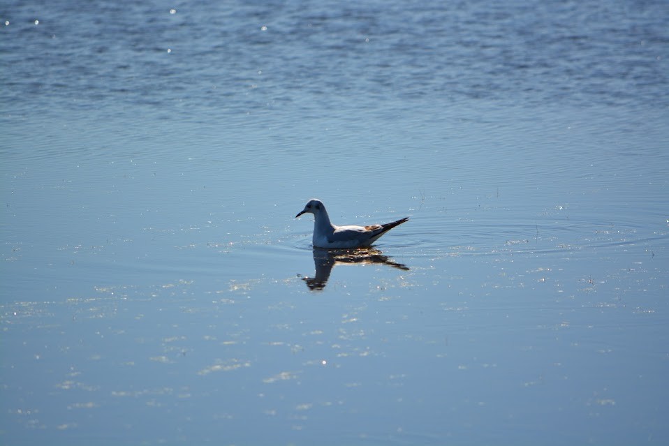 Bonaparte's Gull - Allison Bugarin