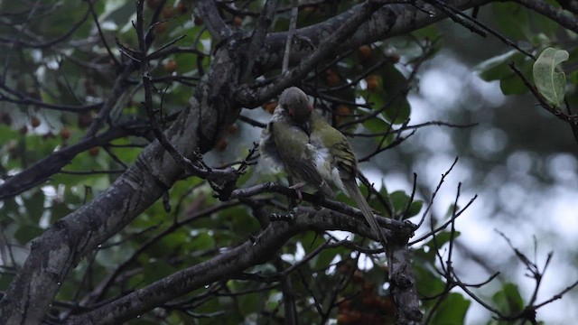 Australasian Figbird - ML614284309