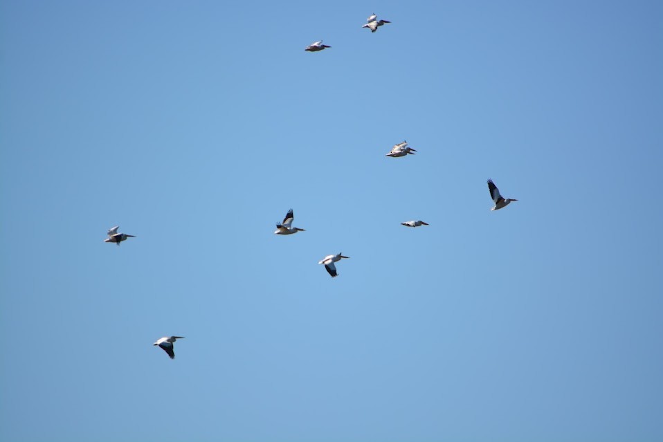 American White Pelican - ML614284319