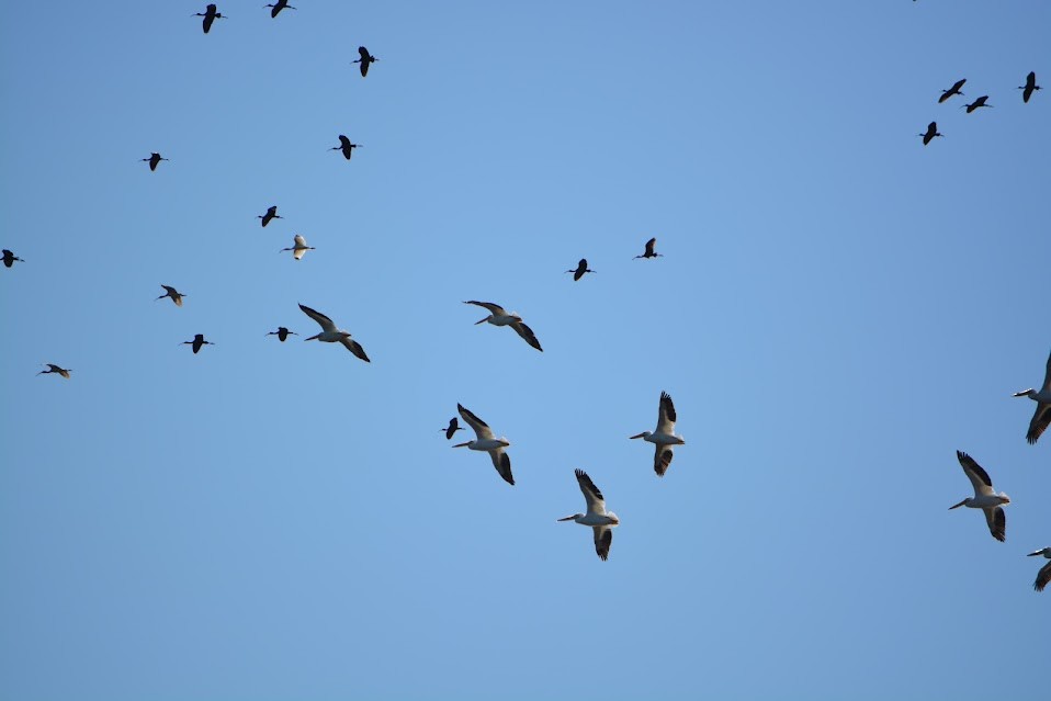 American White Pelican - Allison Bugarin