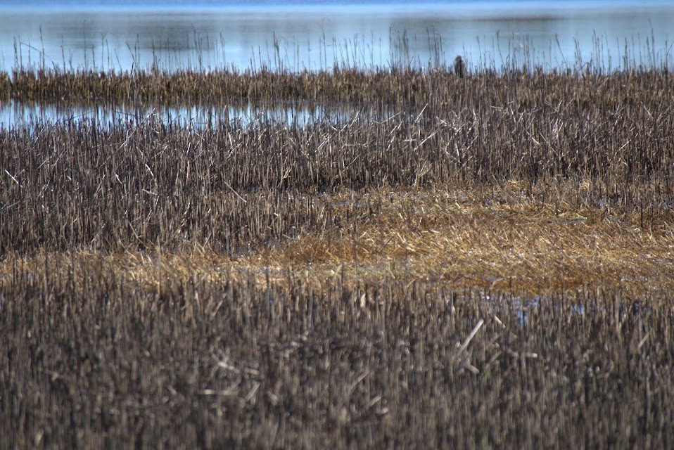 Wilson's Snipe - ML614284326