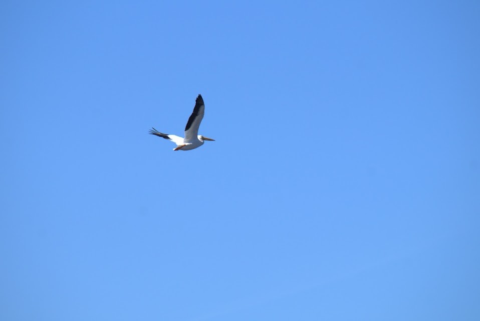 American White Pelican - ML614284329