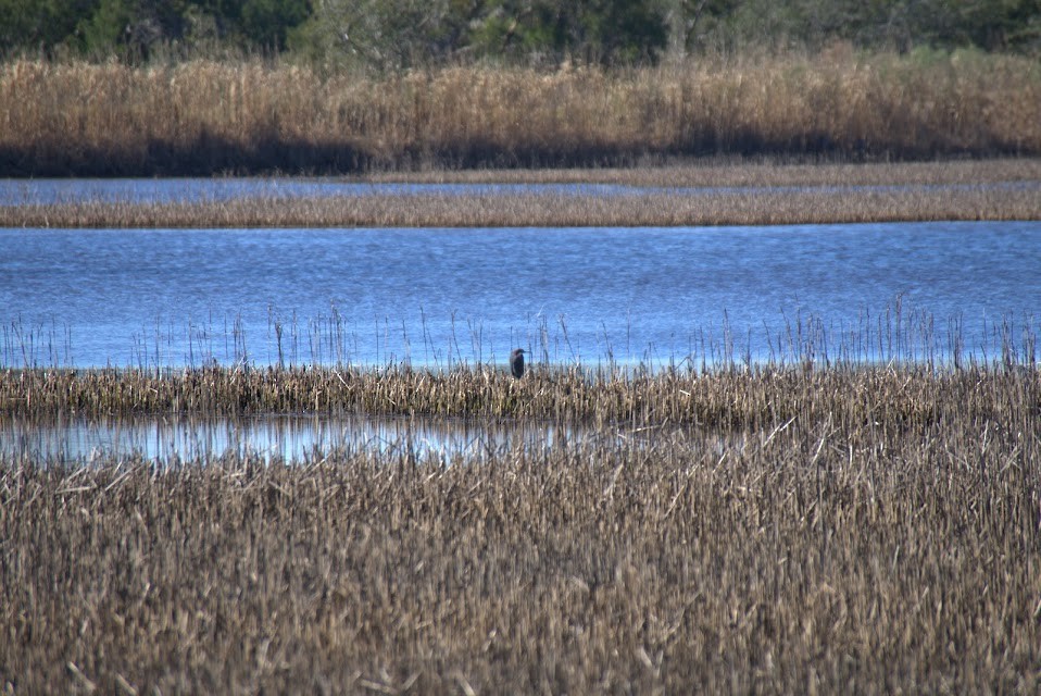 Little Blue Heron - Allison Bugarin