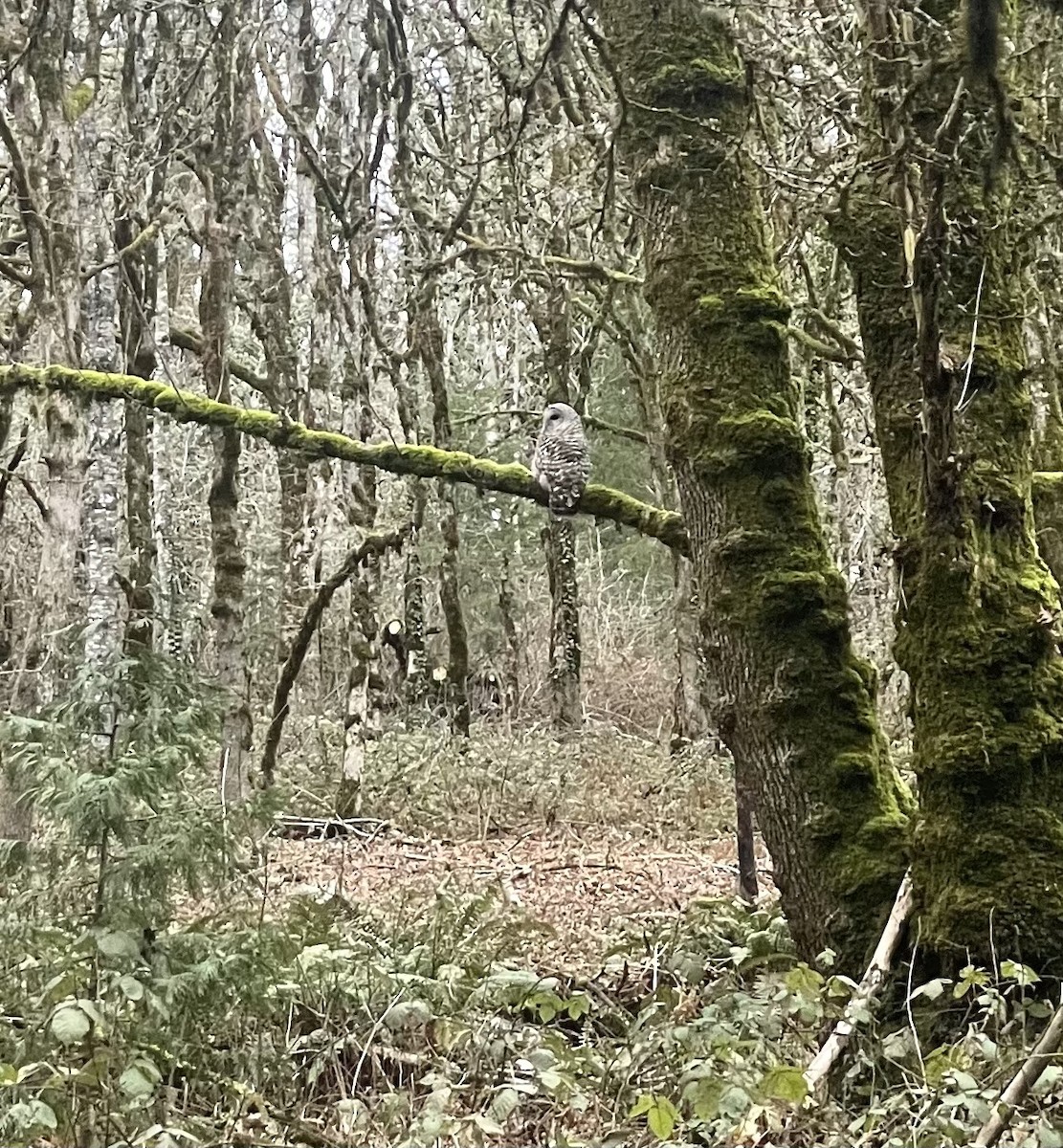 Barred Owl - ML614284342