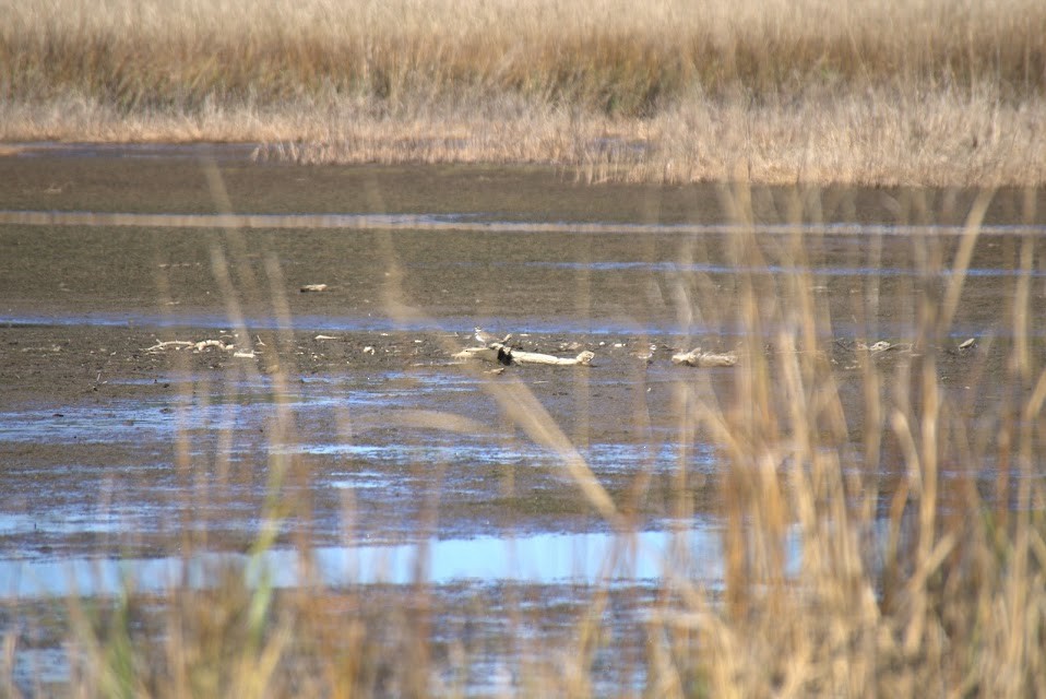 Killdeer - ML614284357