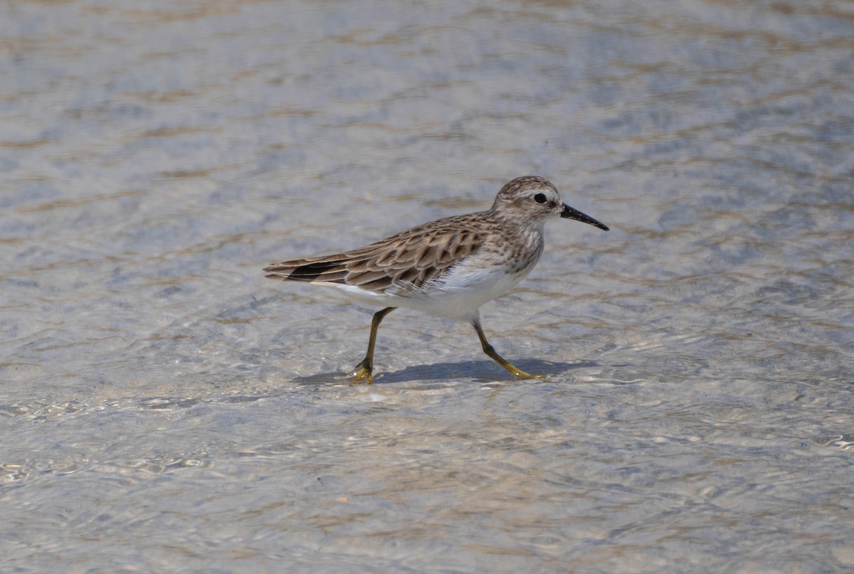 Least Sandpiper - ML614284372