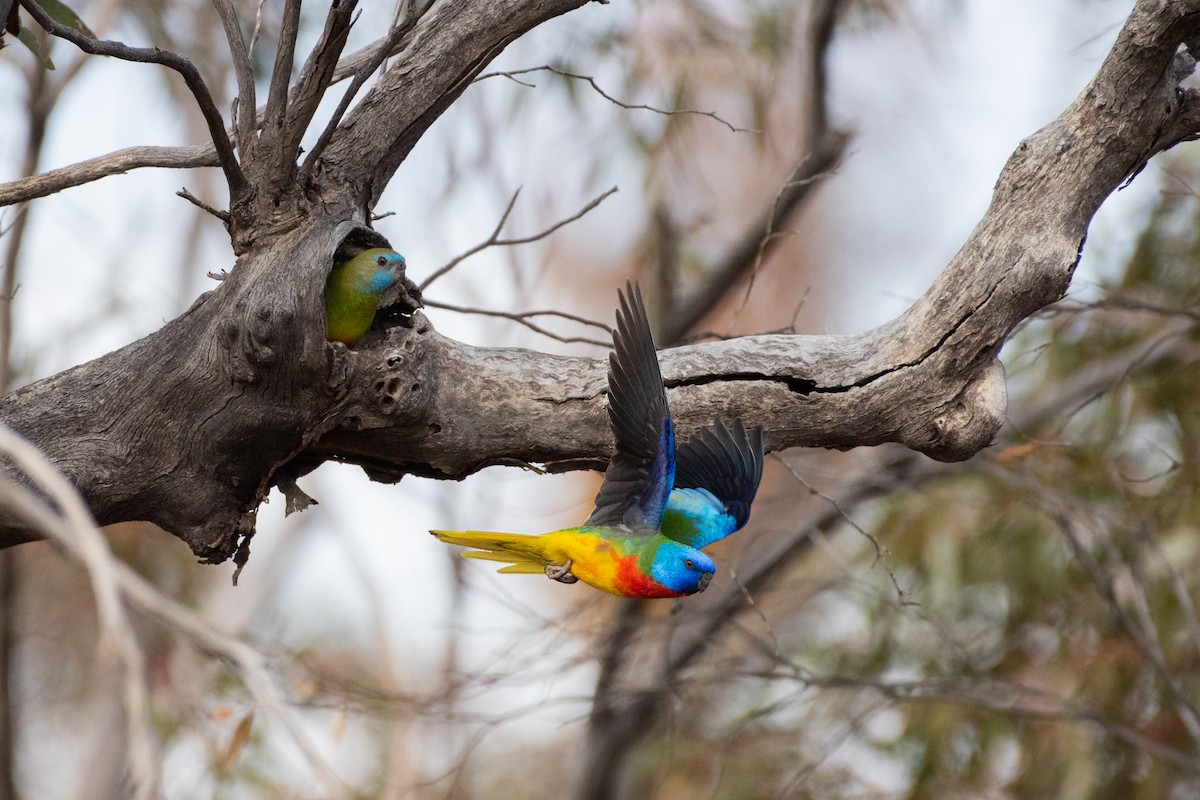 Scarlet-chested Parrot - michael todd