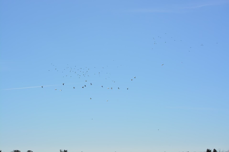 Glossy Ibis - ML614284380