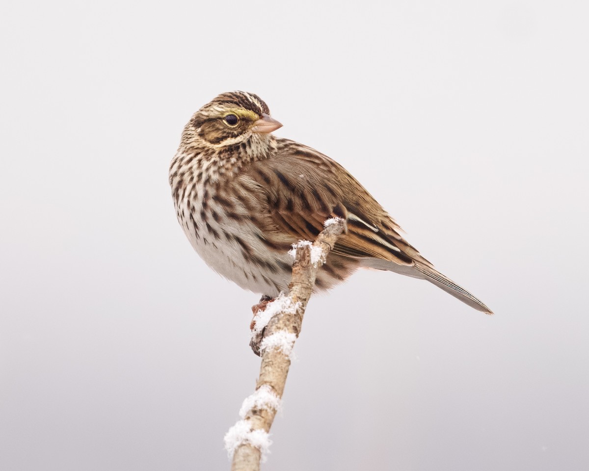 Savannah Sparrow - ML614284384