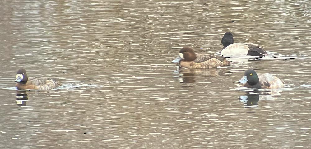 Greater Scaup - ML614284387