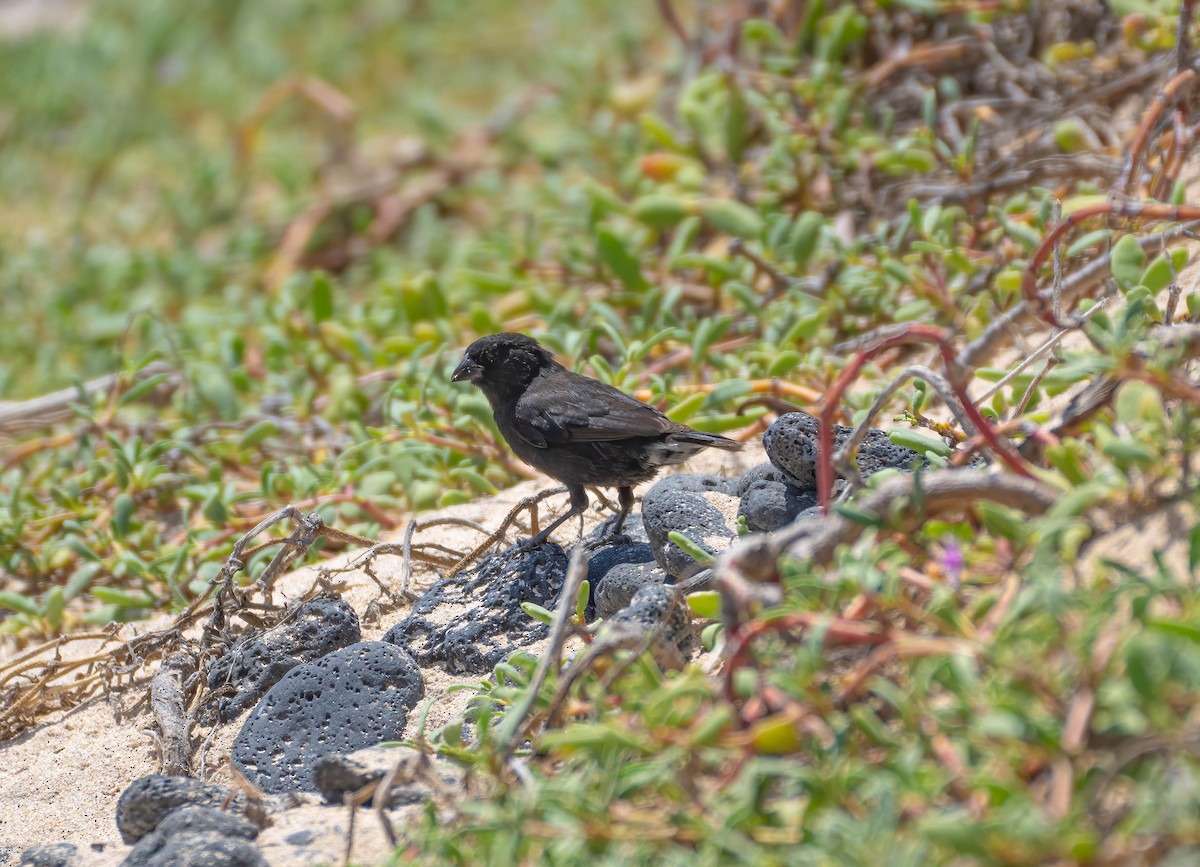 Small Ground-Finch - ML614284397