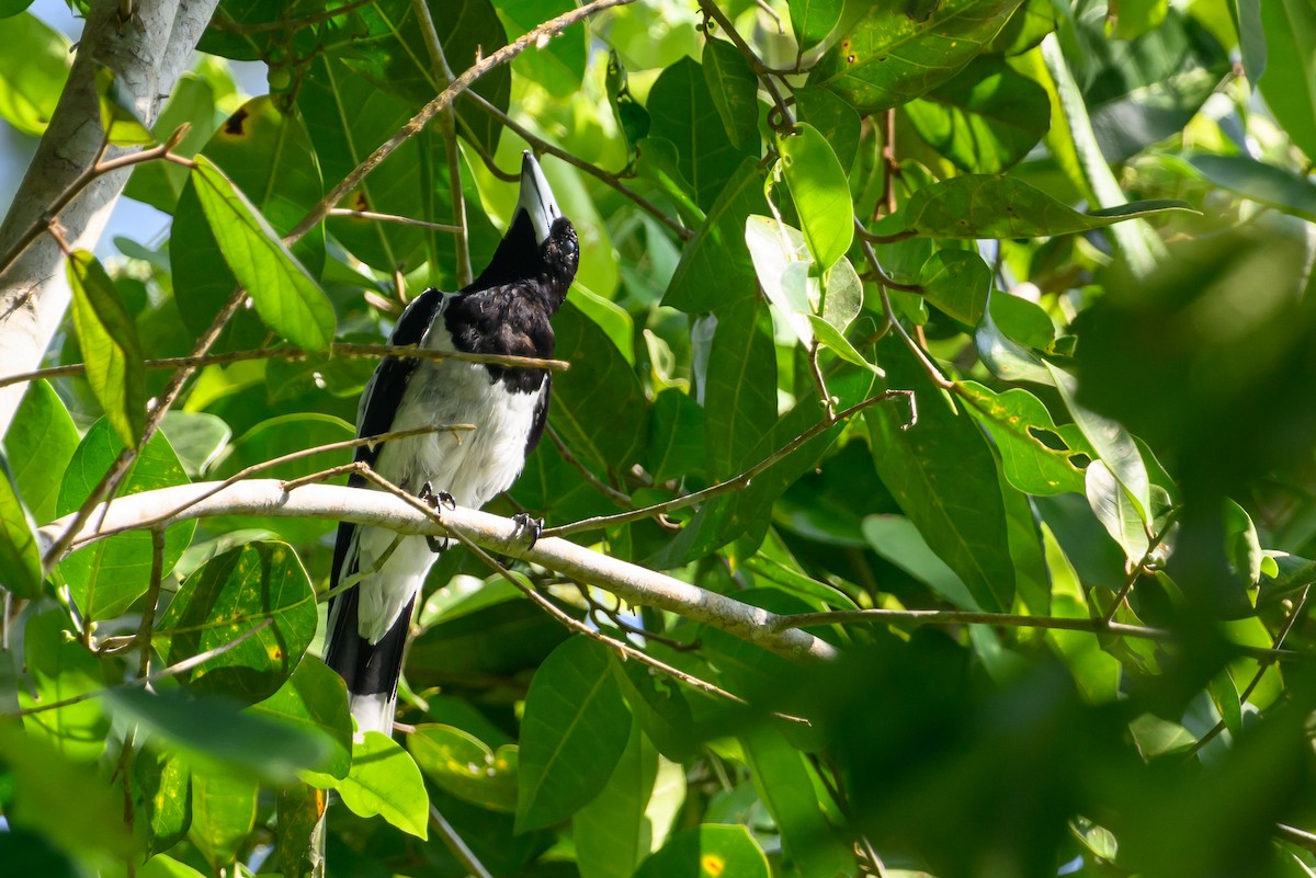 Hooded Butcherbird - ML614284407