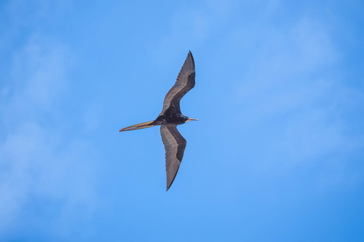 Magnificent Frigatebird - Courtney Rella