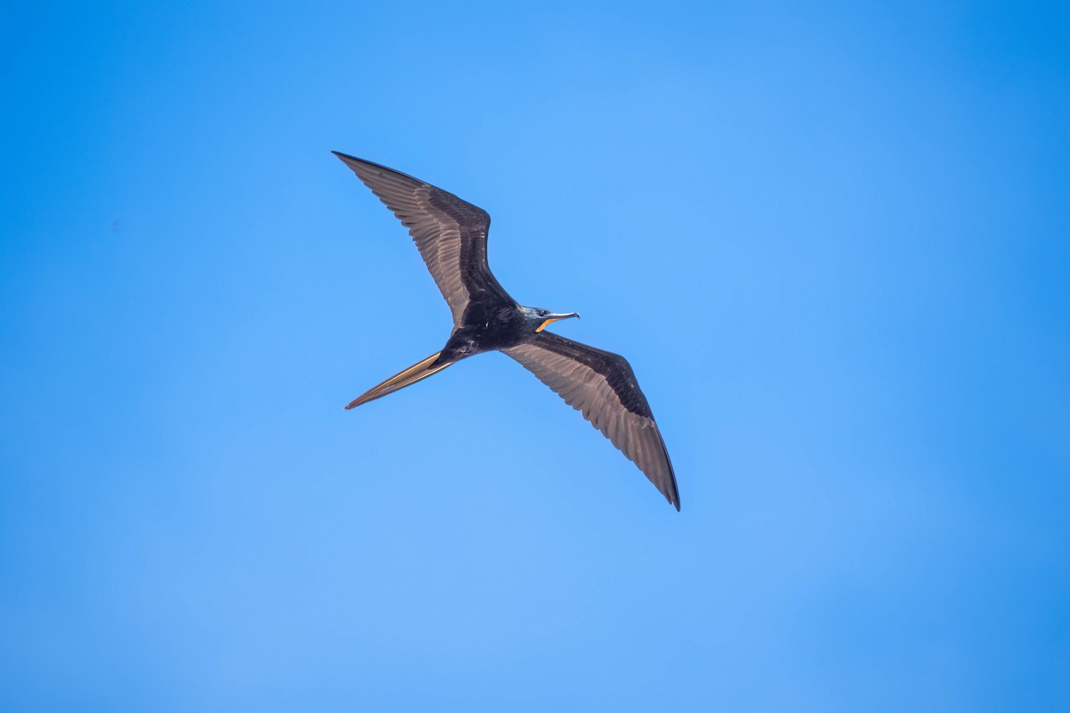 Magnificent Frigatebird - Courtney Rella