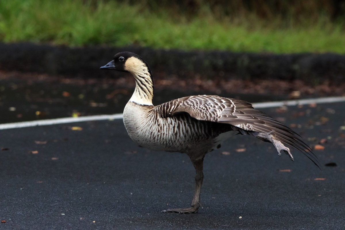 Hawaiian Goose - ML614284581