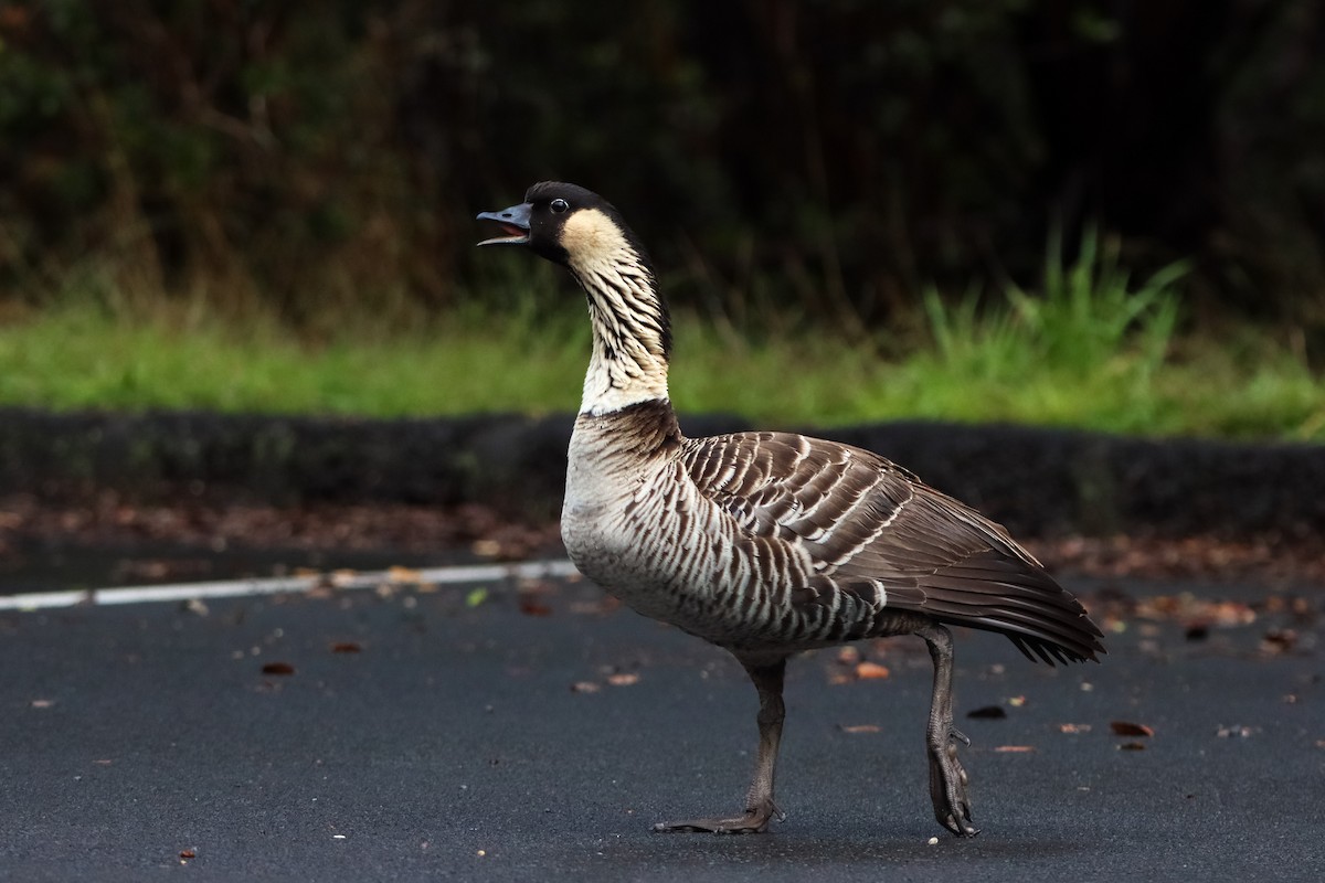 Hawaiian Goose - ML614284582