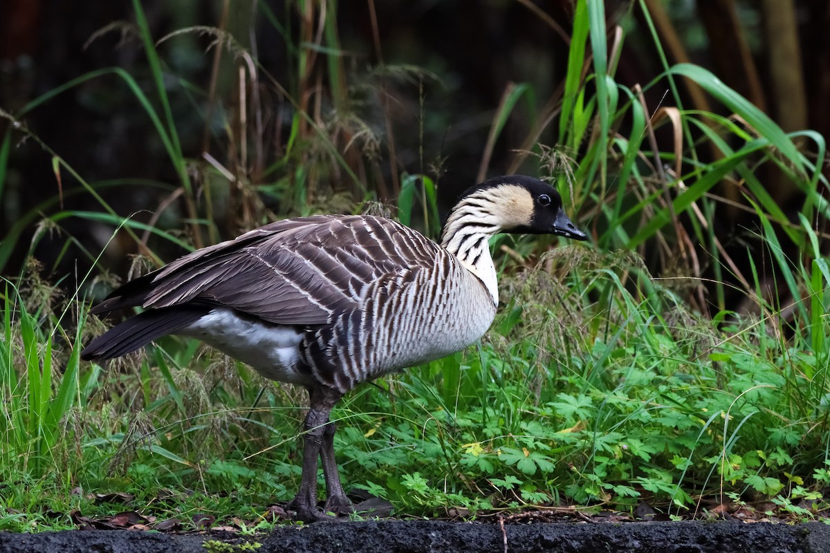 Hawaiian Goose - ML614284583