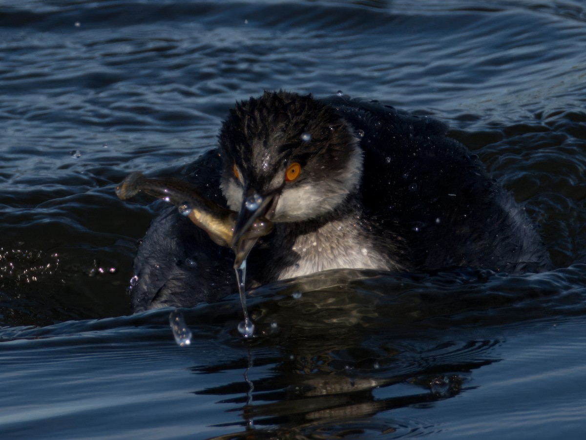 Horned/Eared Grebe - ML614284591