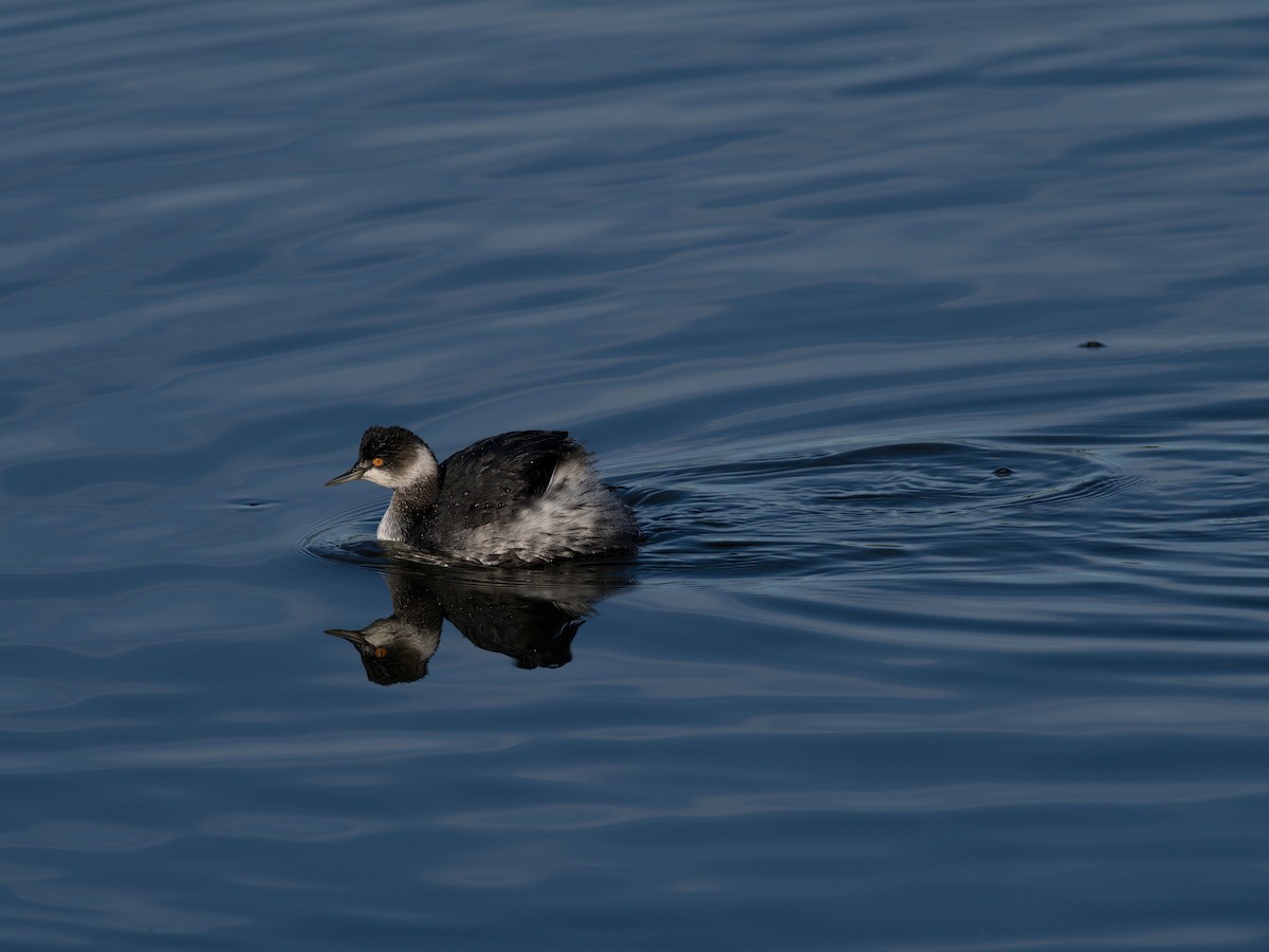 Horned/Eared Grebe - ML614284592