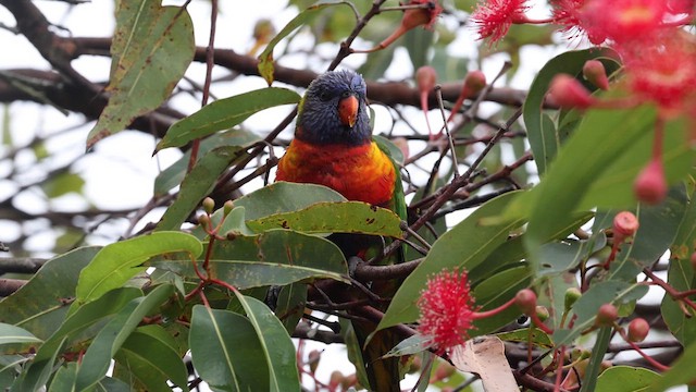 Rainbow Lorikeet - ML614284603