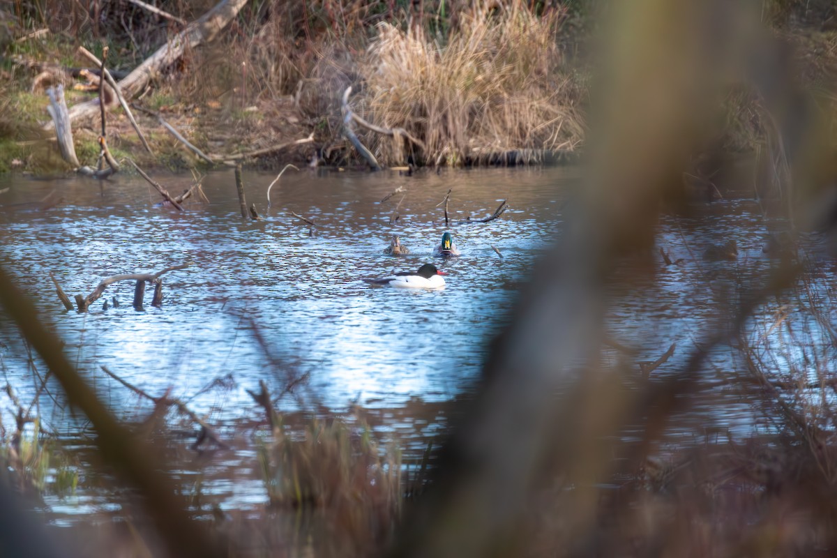 Common Merganser - ML614284662