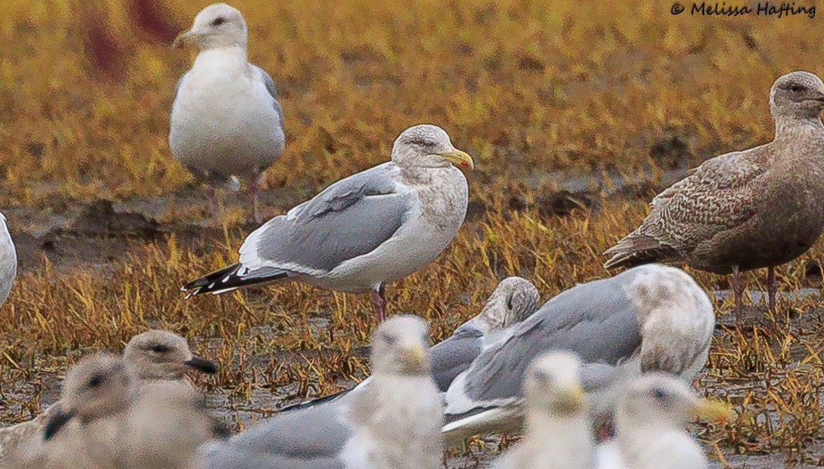 American Herring Gull - ML614284667