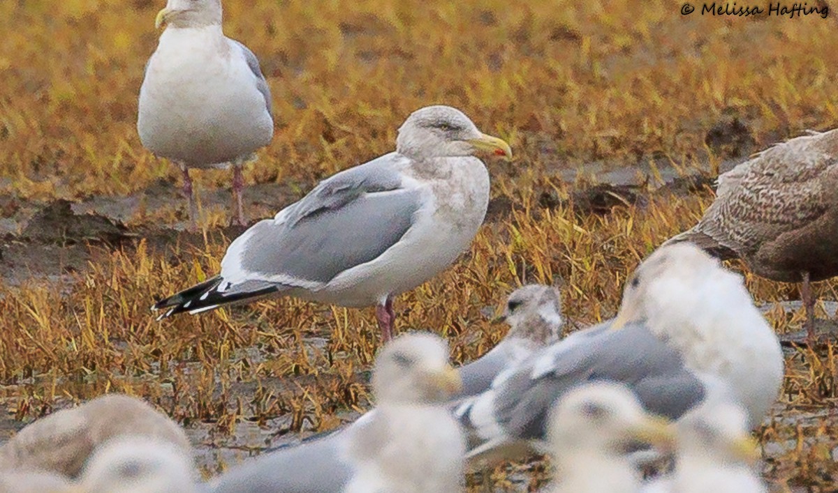 American Herring Gull - ML614284670
