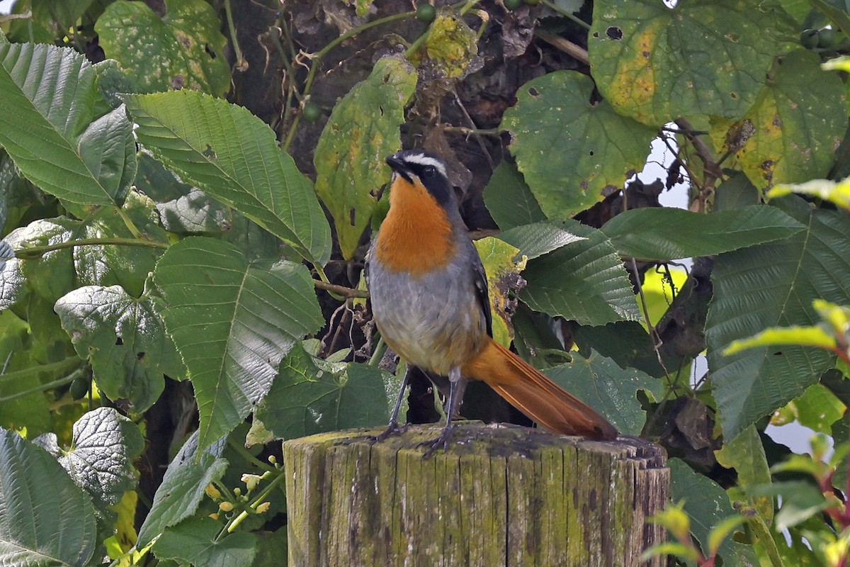 White-browed Robin-Chat - Charlie Keller