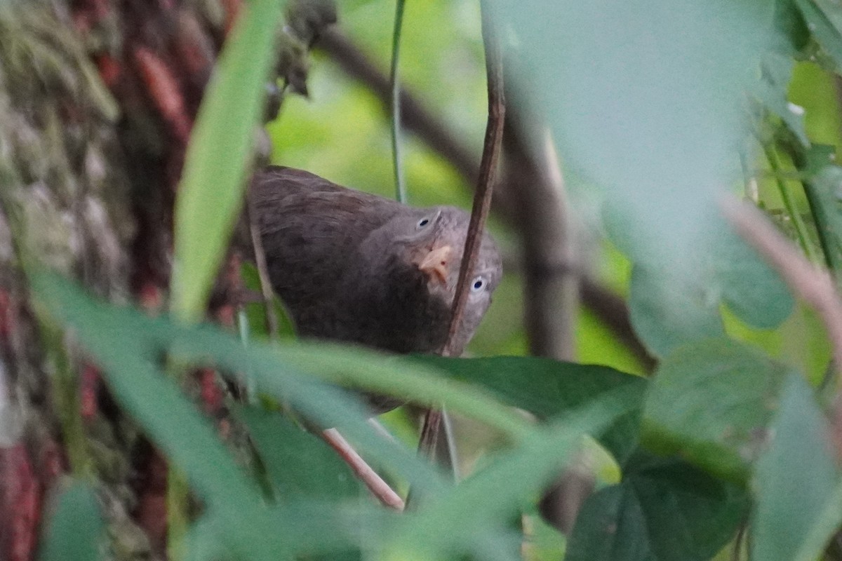 Yellow-billed Babbler - 吳 致謙