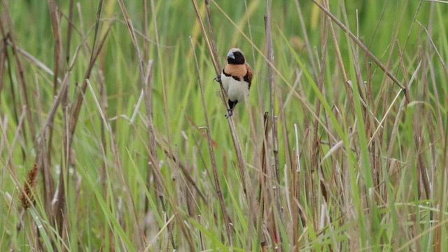 Chestnut-breasted Munia - ML614284811