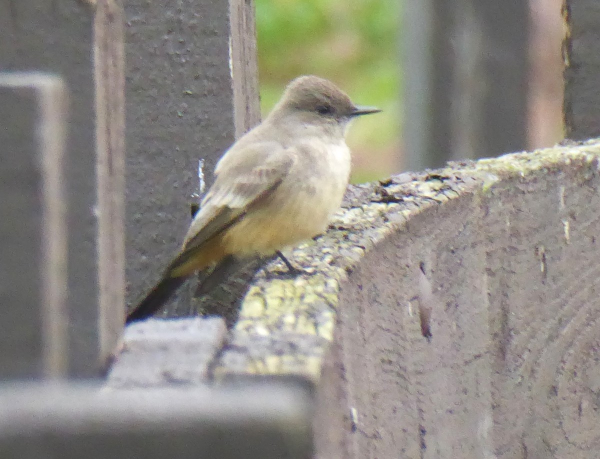 Say's Phoebe - ML614284816