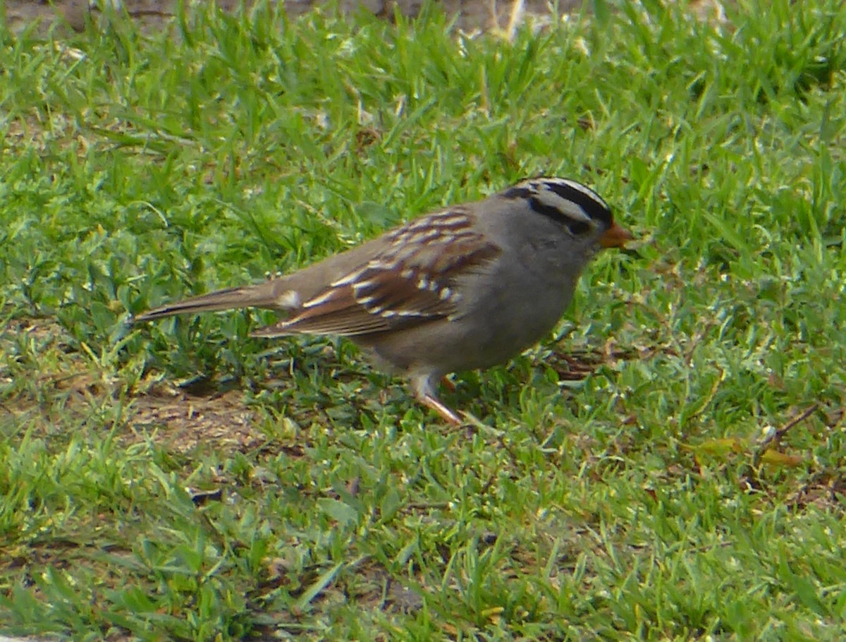 Bruant à couronne blanche - ML614284829