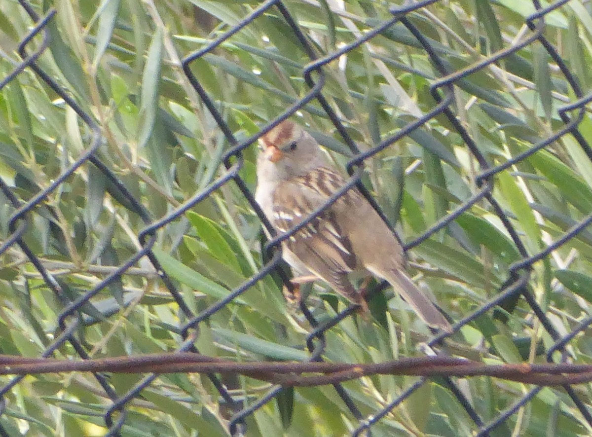 Bruant à couronne blanche - ML614284830