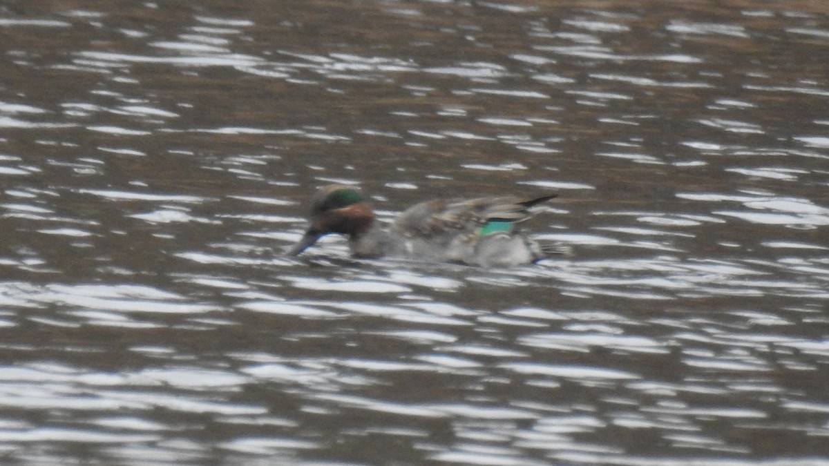 Green-winged Teal - ML614284840