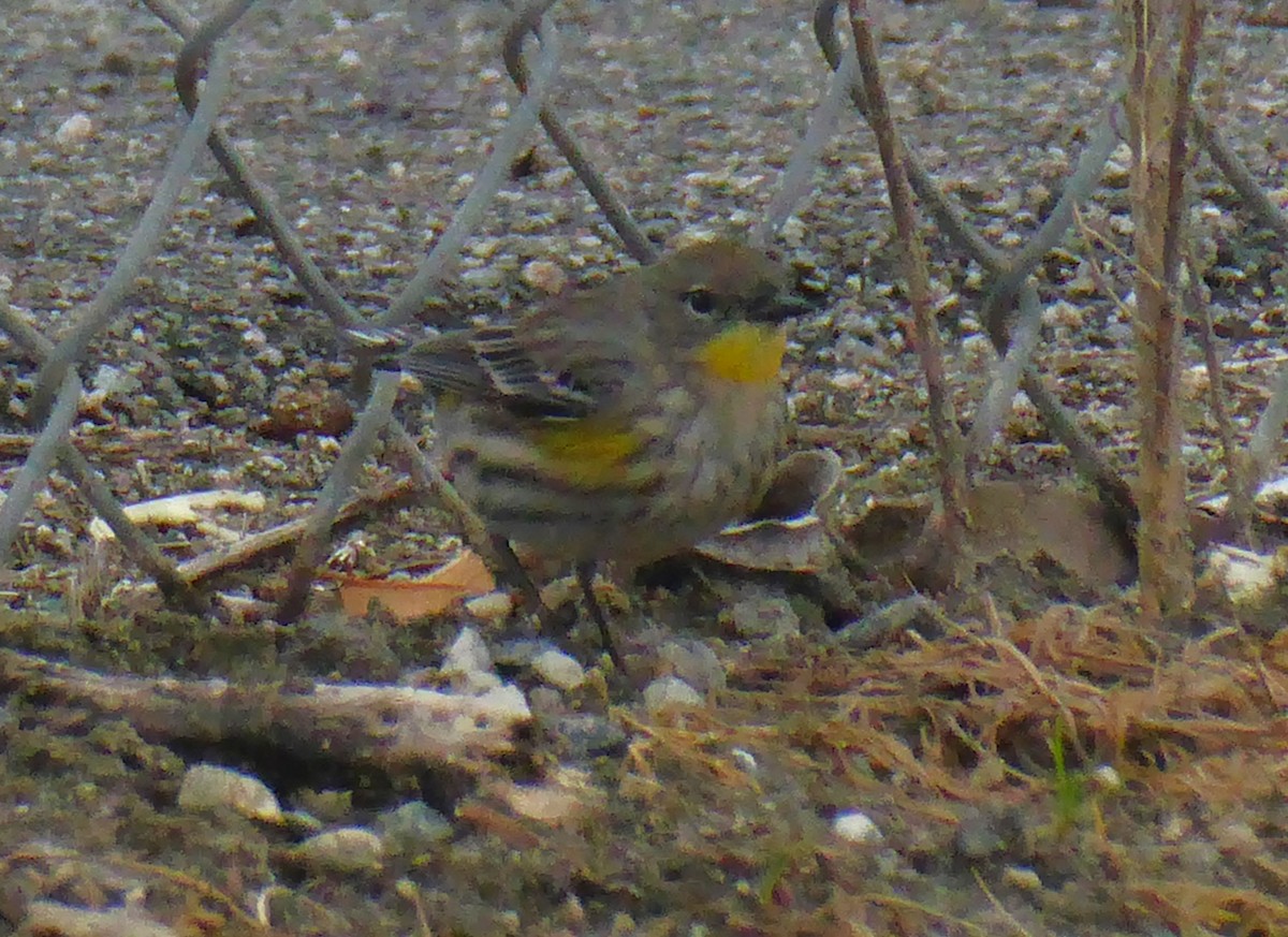 Yellow-rumped Warbler - ML614284841