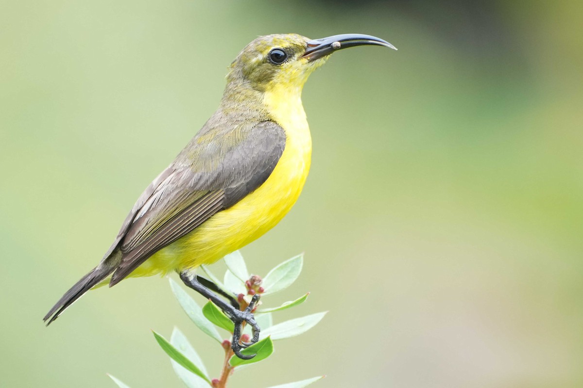 Sahul Sunbird - Hugh Speirs