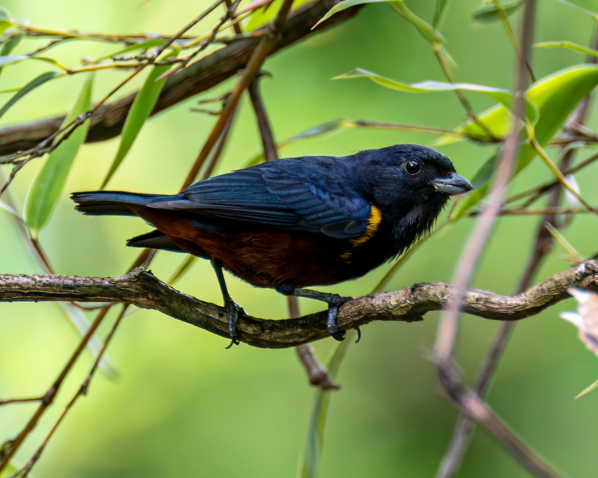 Chestnut-bellied Euphonia - ML614285126