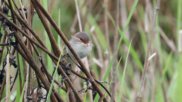 Superb Fairywren - ML614285161