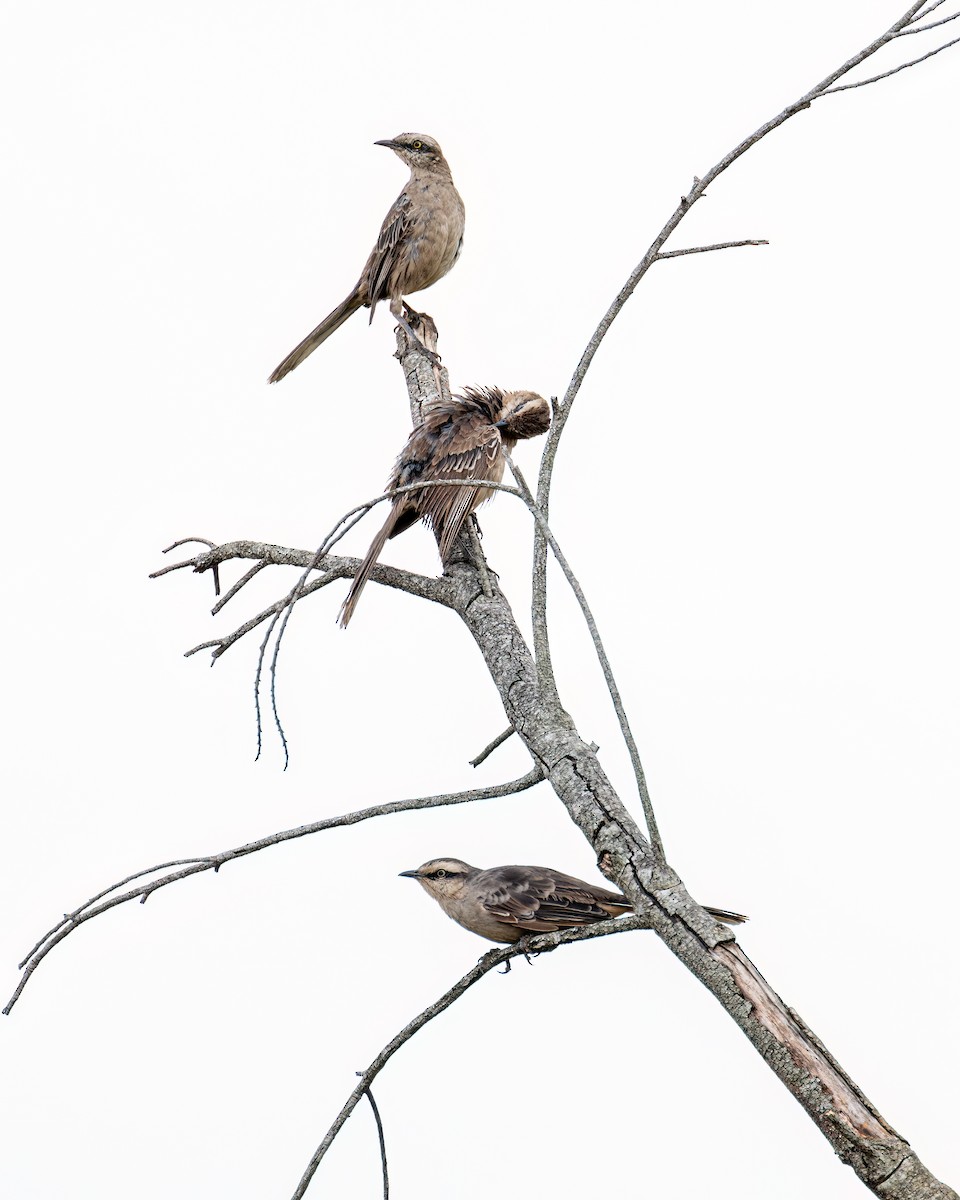 Chalk-browed Mockingbird - ML614285198