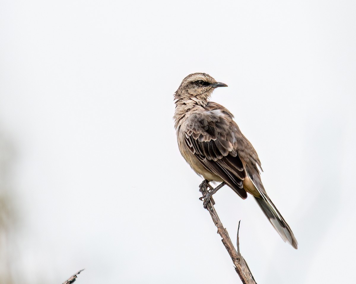 Chalk-browed Mockingbird - Victor Pássaro