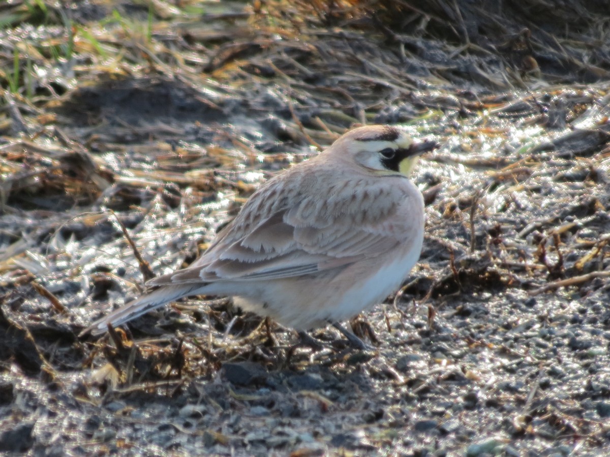 Horned Lark - ML614285222