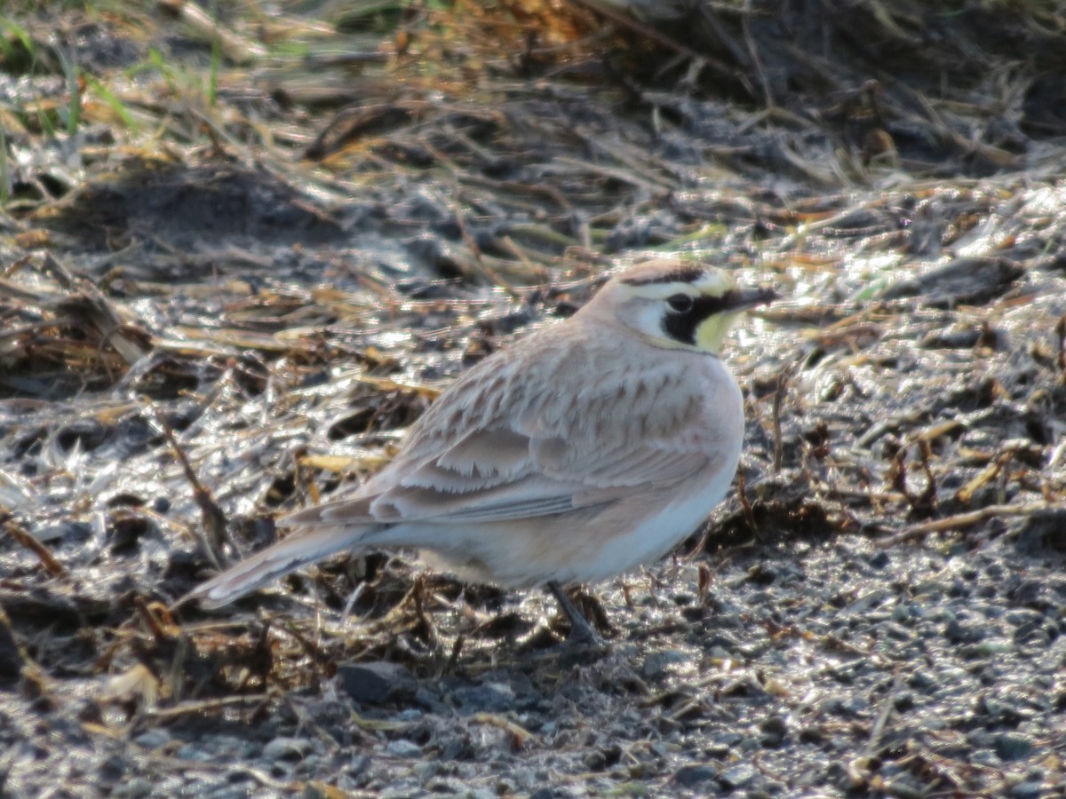 Horned Lark - ML614285223