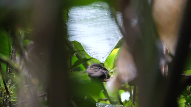 White-tipped Sicklebill - ML614285417